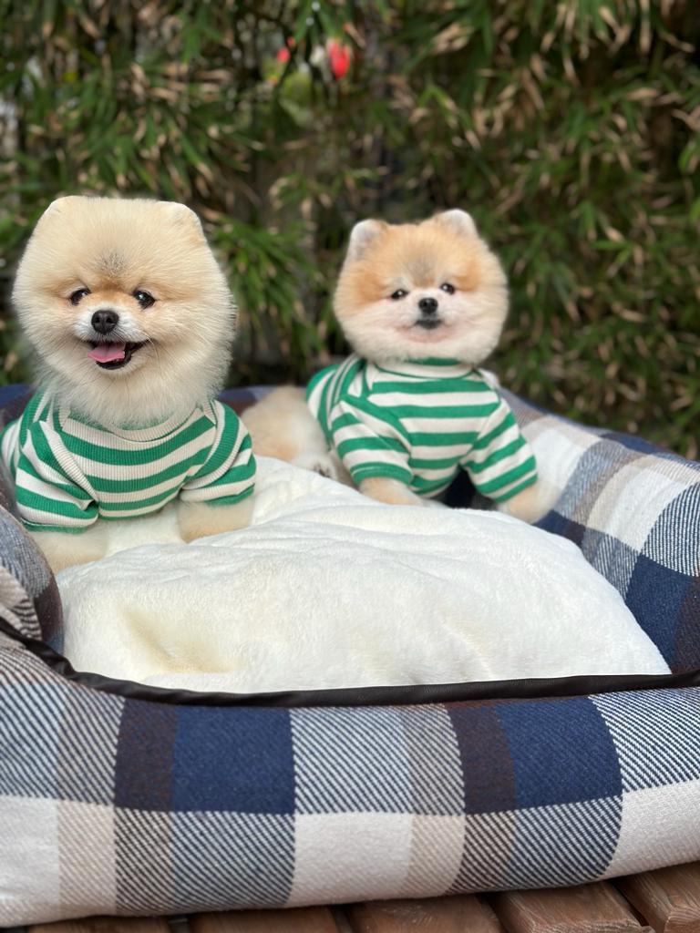 Cozy Royal Yatak
