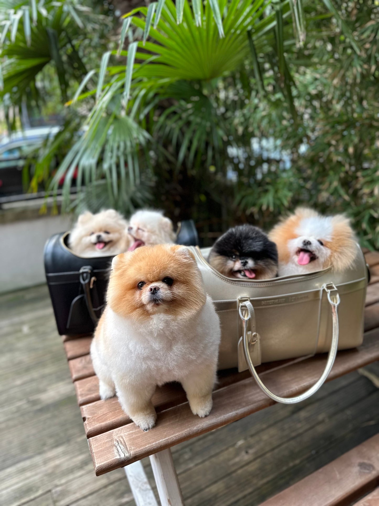 Glittery Köpek Çantası