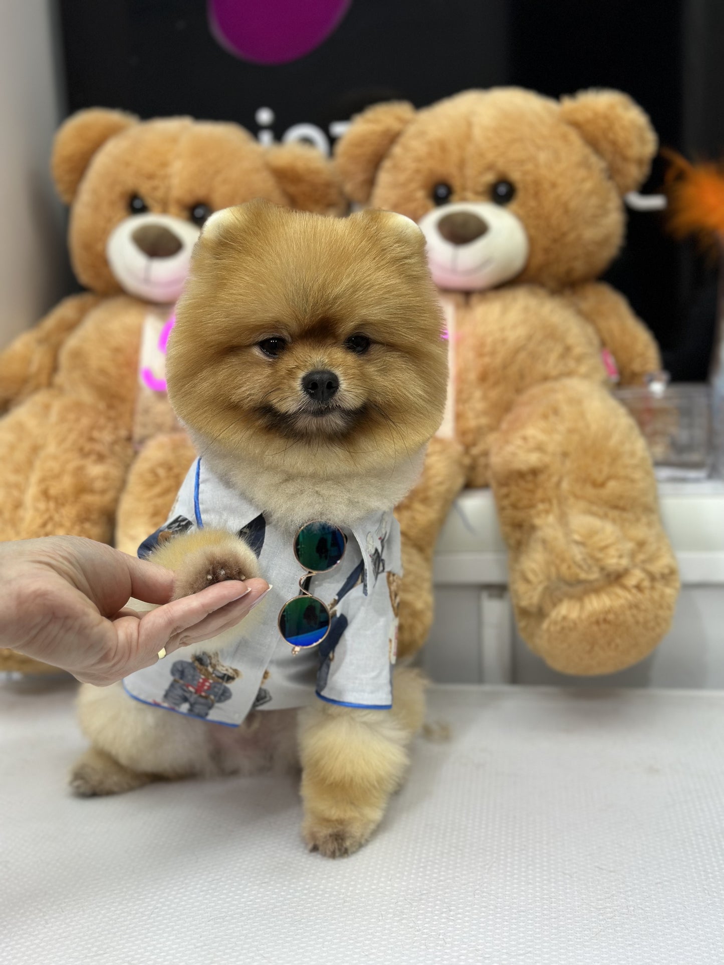 Cool Teddy Gömlek