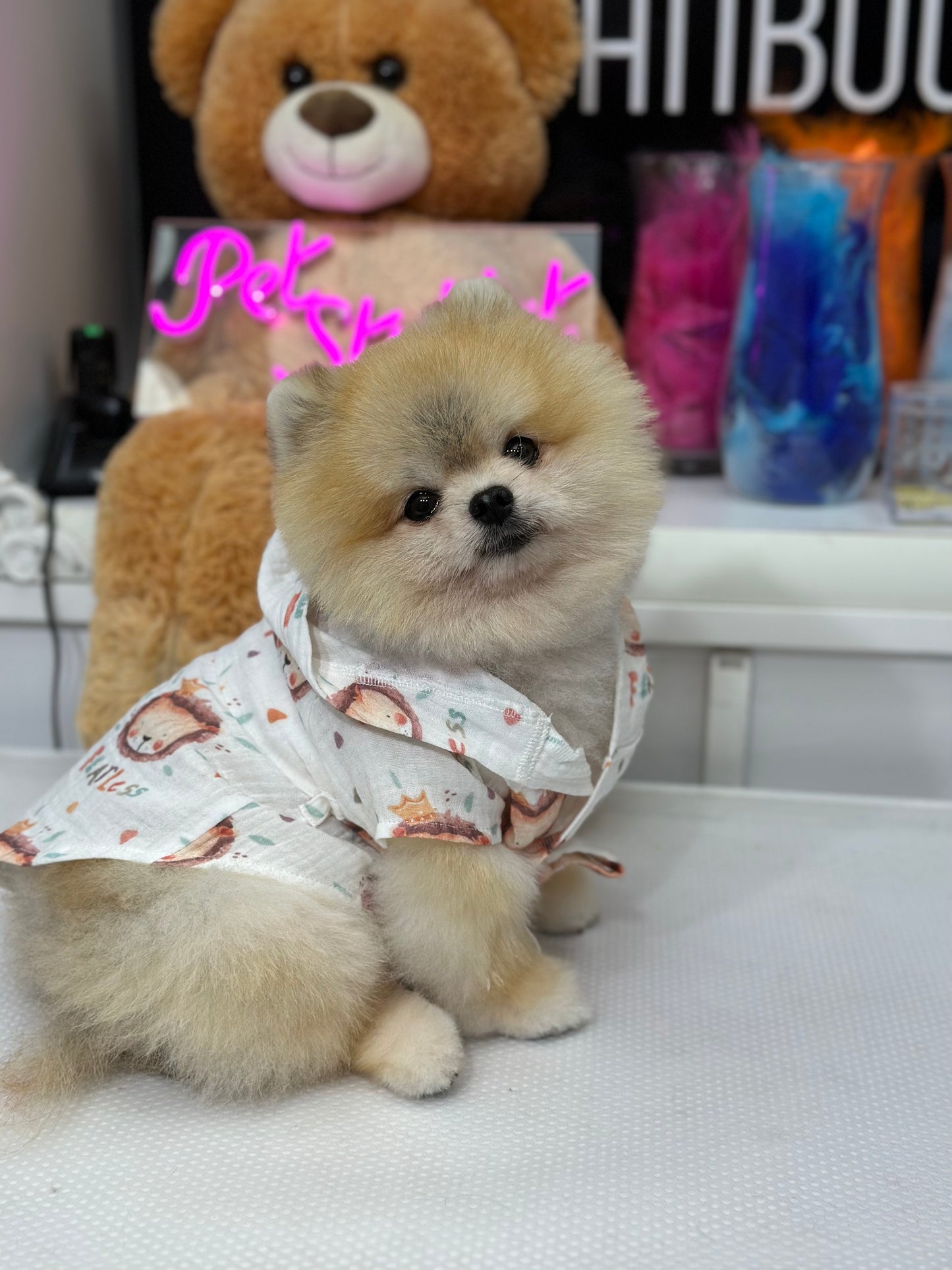 Pomeranian Wearing a Lion decorated Kimono